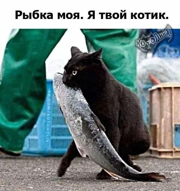 Рыбка моя Я твой котик