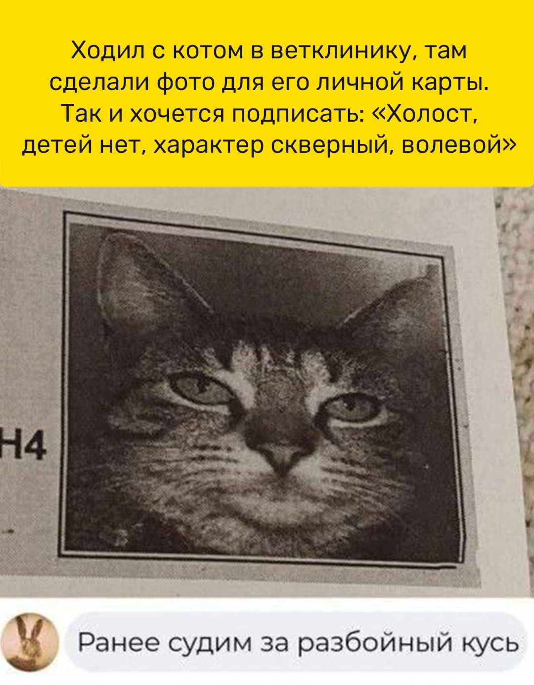 ХОДИЛ С КОТОМ Е ВеТКПИНИКУ ТЗМ сделали фото для его личной карты Так и хочется подписать Холост детей нет характер скверный волевой 55 д 7 у 1 1 Ранее судим за разбойный кусь