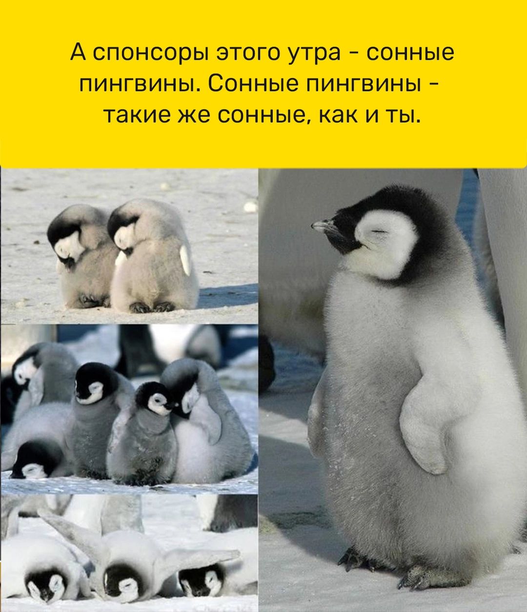 А спонсоры этого утра сонные пингвины Сонные пингвины такие же сонные как и ты