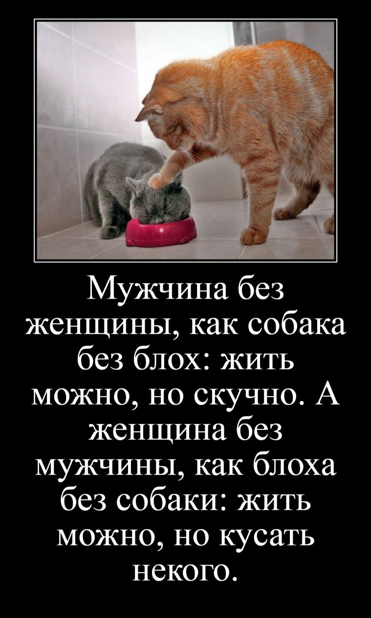 Мужчина без женщины как собака без блох жить можно но скучно А женщина без мужчины как блоха без собаки жить МОЖНО НО КУСЗТЬ НСКОГО