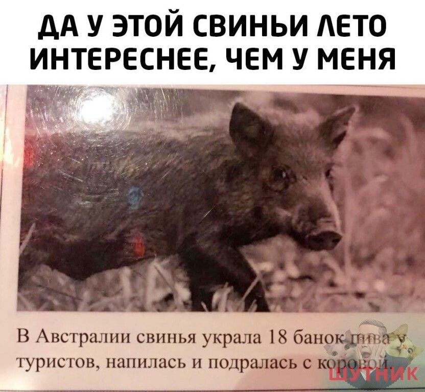 дА у этой свиньи ЛЕТО интереснее чем у меня