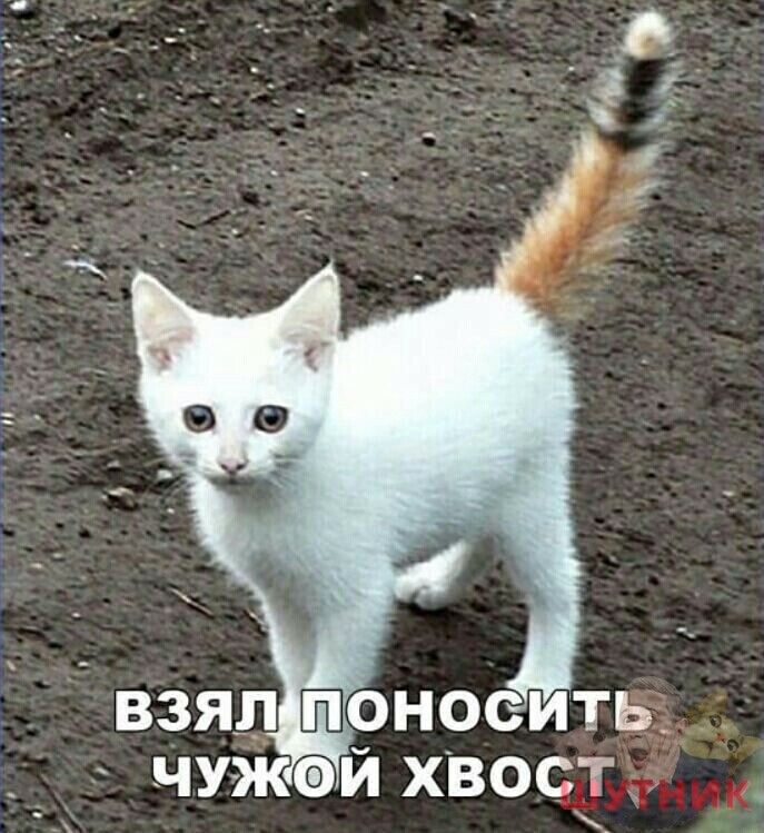 ЧУЖФЙ ХВОСТ 19