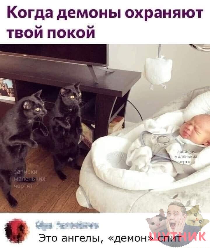 Когда демоны охраняют твой покой _ ч Это ангелы демон еж
