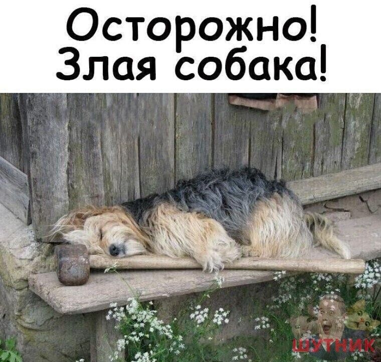 Осторожно Злая собака