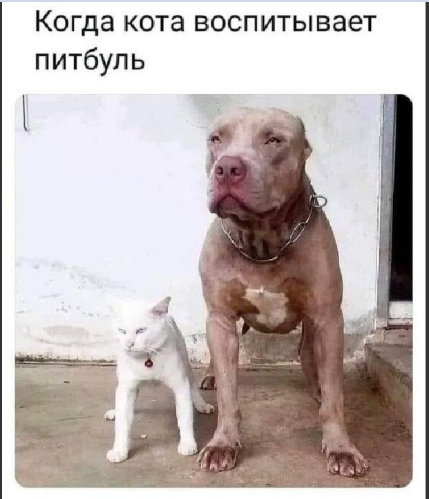 Когда кота воспитывает питбуль