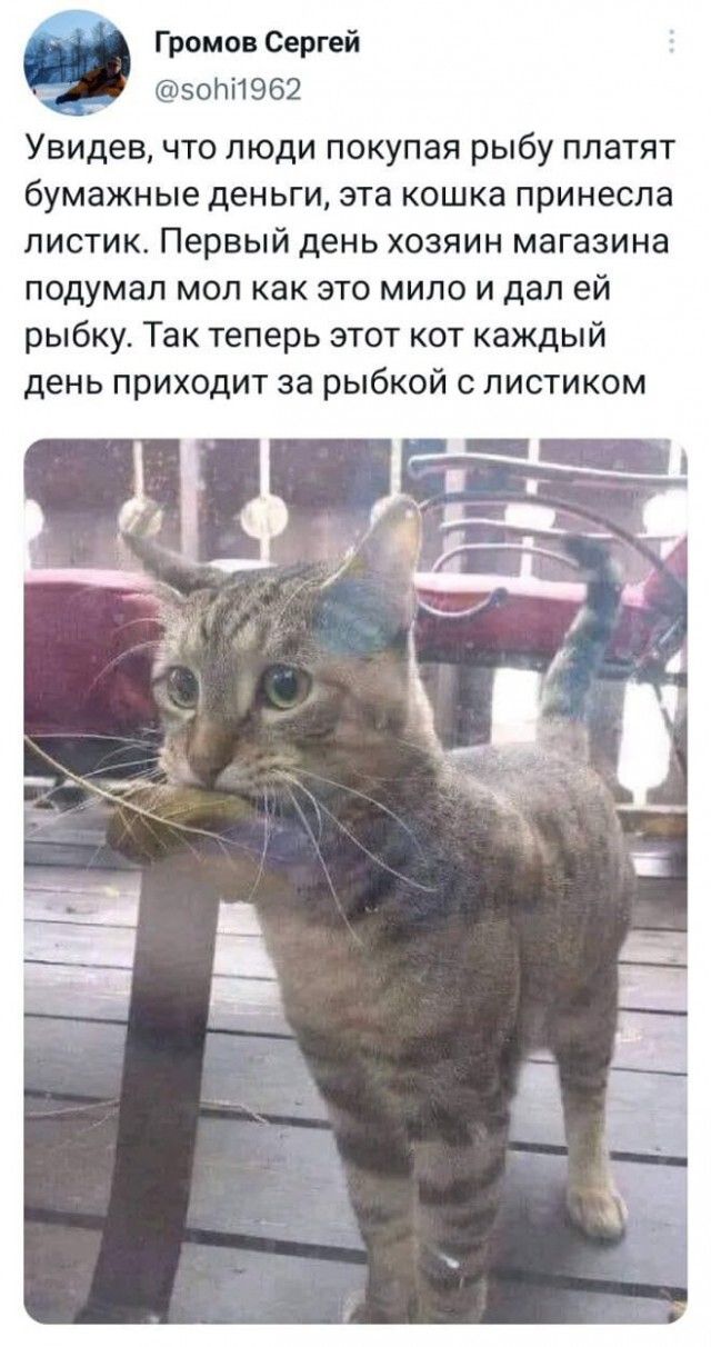 Громов Сергей эоПіЮБ Увидев что люди покупая рыбу платят бумажные деньги ЭТВ КОШКа ПРИНЕСПЗ ПИСТИК ПЕРВЫЙ день ХОЗЯИН магазина подумал МОП как ЭТО МИЛО И дал ей рыбку Так теперь этот кот каждый день ПРИХОДИТ За рЫбКОЙ С ПИСТИКОМ