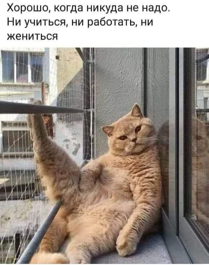 Хорошо когда никуда не надо Ни учиться ни работать ни жениться