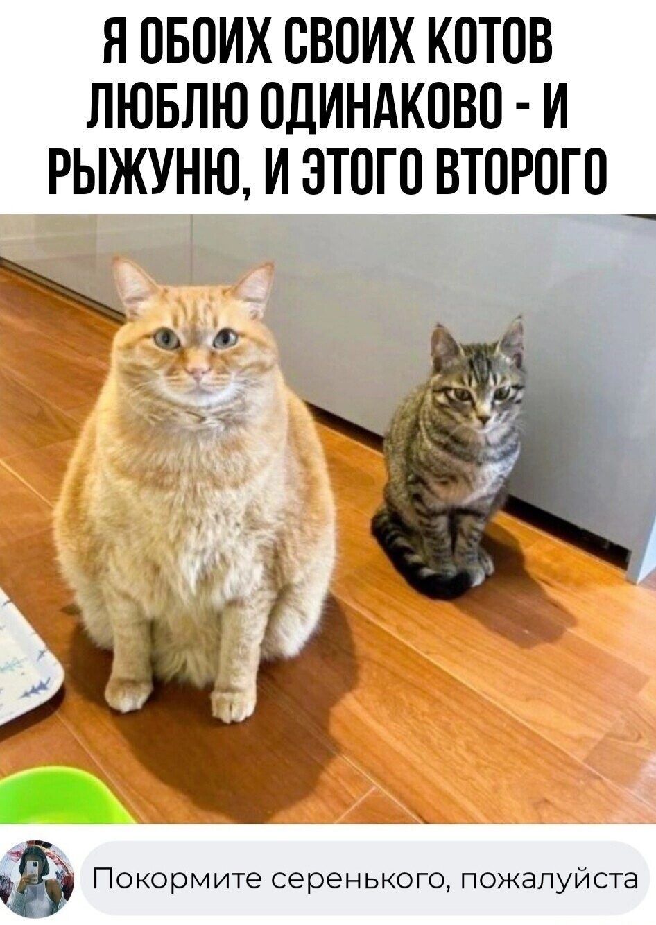 Я ОБОИХ СВОИХ КОТОВ ЛЮБЛЮ ОДИНАКОВО И РЫЖУНЮ И ЭТОГО ВТОРОГО Покормите серенького пожалуйста