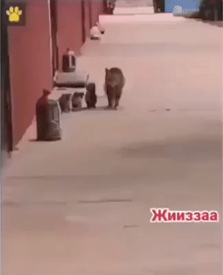Жииззаа