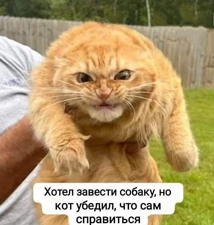_ _ Хотел завести собаку но кот убедил что сам і справиться 1_