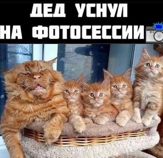 ЛЕД ПП ФПШСЕЕЕИИЁ _г