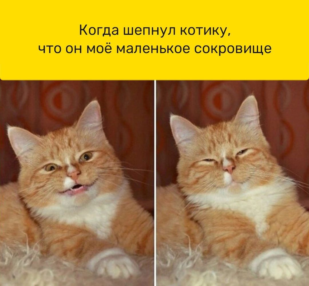 Когда шепнуп котику что он моё маленькое сокровище