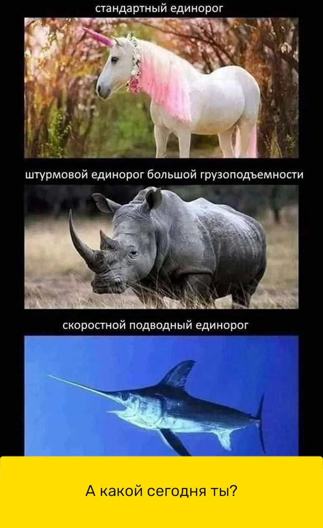 стандартный единорог скоростной подводный единорог А какой сегодня ты