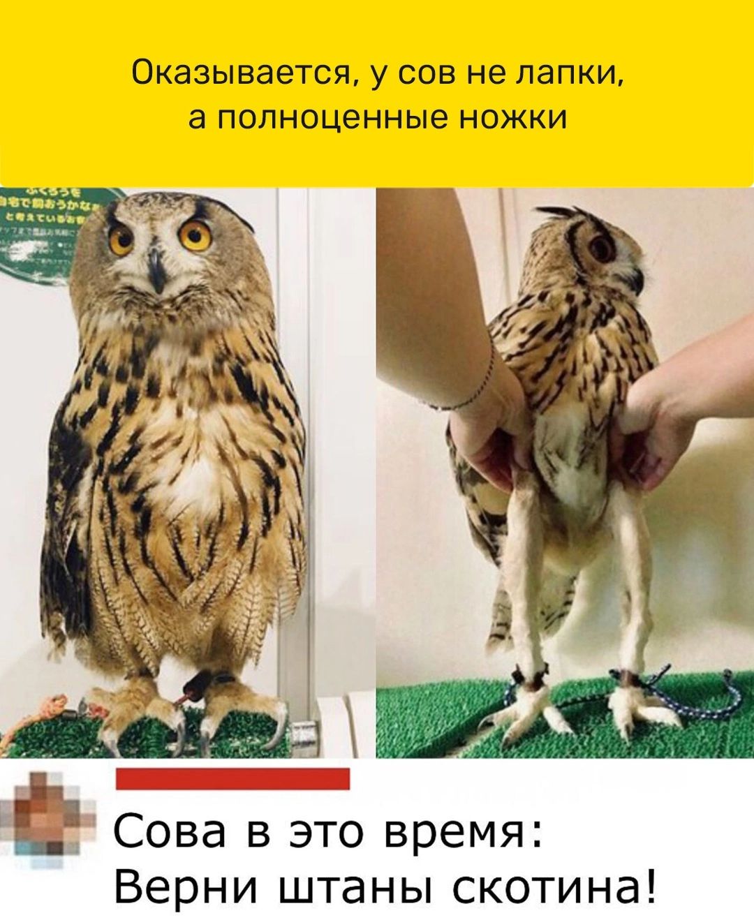 Оказывается у 009 не папки 3 ПОЛНПЦЭННЫЁ НОЖКИ Сова в это время Верни штаны скотина