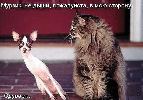 Мурзик не дыши пожалуйста в мою сторон