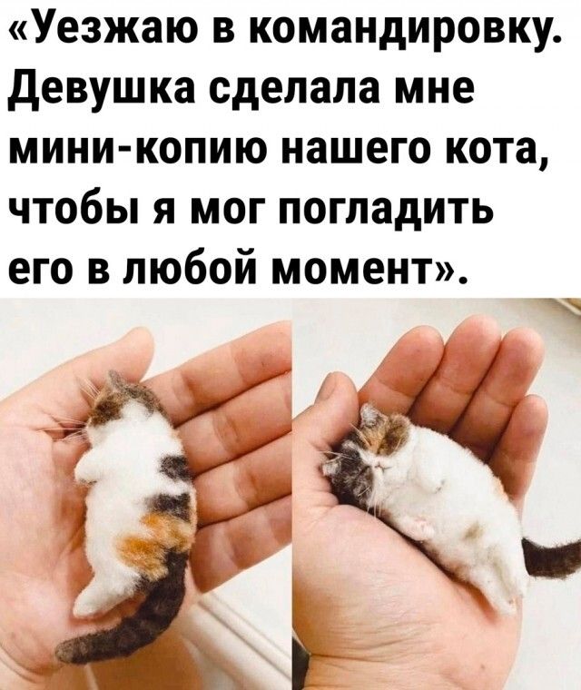 Уезжаю в командировку девушка сделала мне мини копию нашего кота чтобы я мог погладить его в любой момент і 1