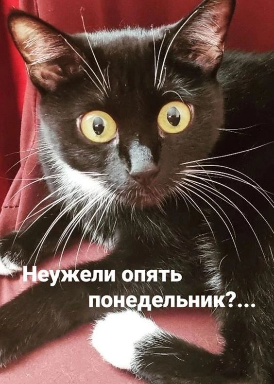 Л і _ Е7 И У ИГИ ОЛИ ужели опять 2 понедельник