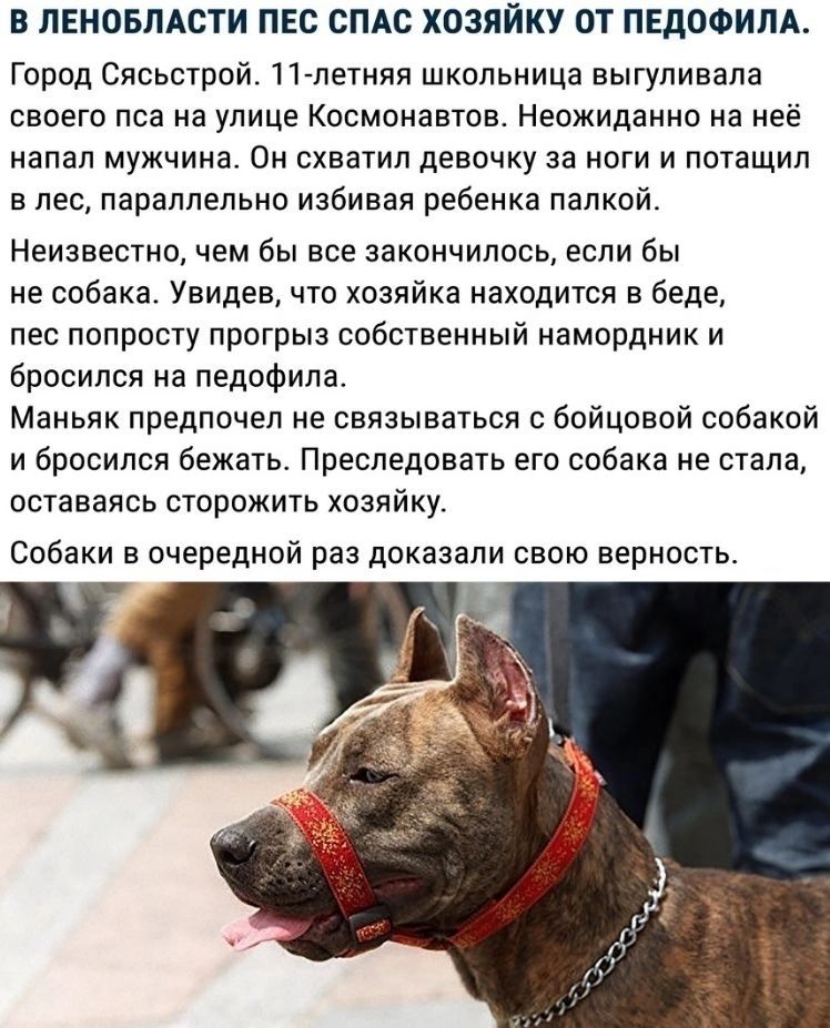 В ЛЕНОБЛАСТИ ПЕС СПАС ХОЗЯЙКУ ОТ ПЕдОФИПА Город Сясьстрой 11 летию школьница выгуливапа своего пса на улице Космонавтов Неожиданно на неё напал мужчина си схватил девочку за ноги и потащил в лес параллельно избивал ребенка папкой Неизвестно чем Вы все закончилось если бы не собака Увидев что хозяйка находится в беде пес попросту прсгрыа собственный иамордник и бросился на педофила Маньяк предпочел