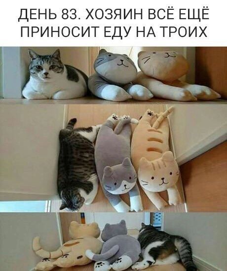 ДЕНЬ 83 ХОЗЯИН ВСЁ ЕЩЁ ПРИНОСИТ ЕДУ НА ТРОИХ