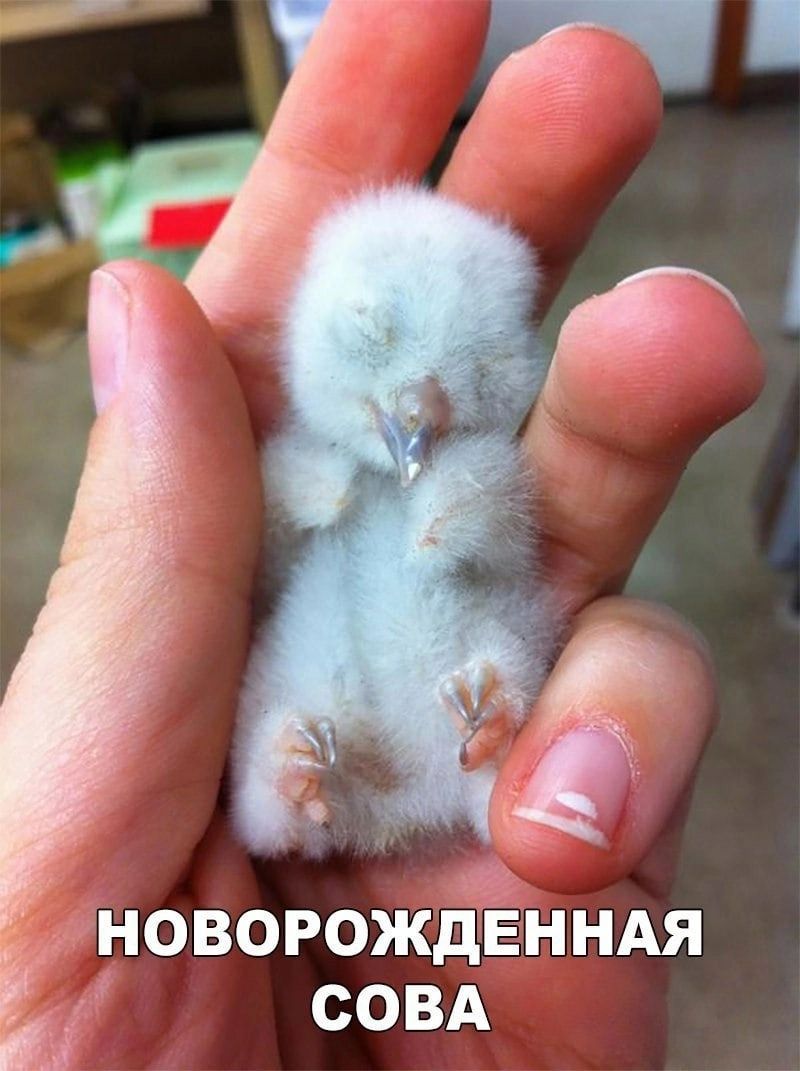 а НОВОРОЖДЕННАЯ СОВА