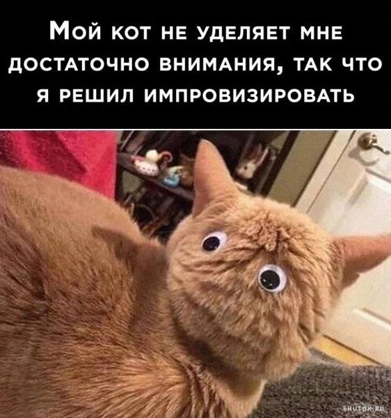 МОЙ КОТ НЕ УДЕЛЯЕТ МНЕ дОСТАТОЧНО ВНИМАНИЯ ТАК ЧТО Я РЕШИЛ ИМПРОВИЗИРОВАТЬ