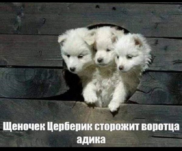 Шви чеи итопий тиши пища алина