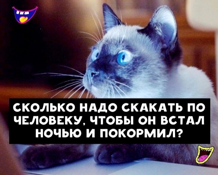 СКОЛЬКО НАДО СКАКАТЬ ПО ЧЕЛОВЕКУ ЧТОБЫ ОН ВСТАЛ НОЧЫО И ПОКОРМИЛ