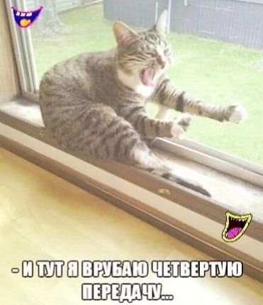 пШШПШ чншпю мидии