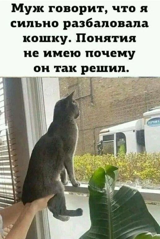 Муж говорит что я сильно разбаповапа кошку Понятия не имею почему он так решил