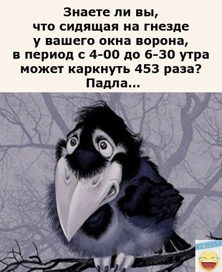 Знаете ли вы что сидящая на гнезде у вашего окна ворона в период с 4 00 до 6 30 утра может каркнуть 453 раза Падла
