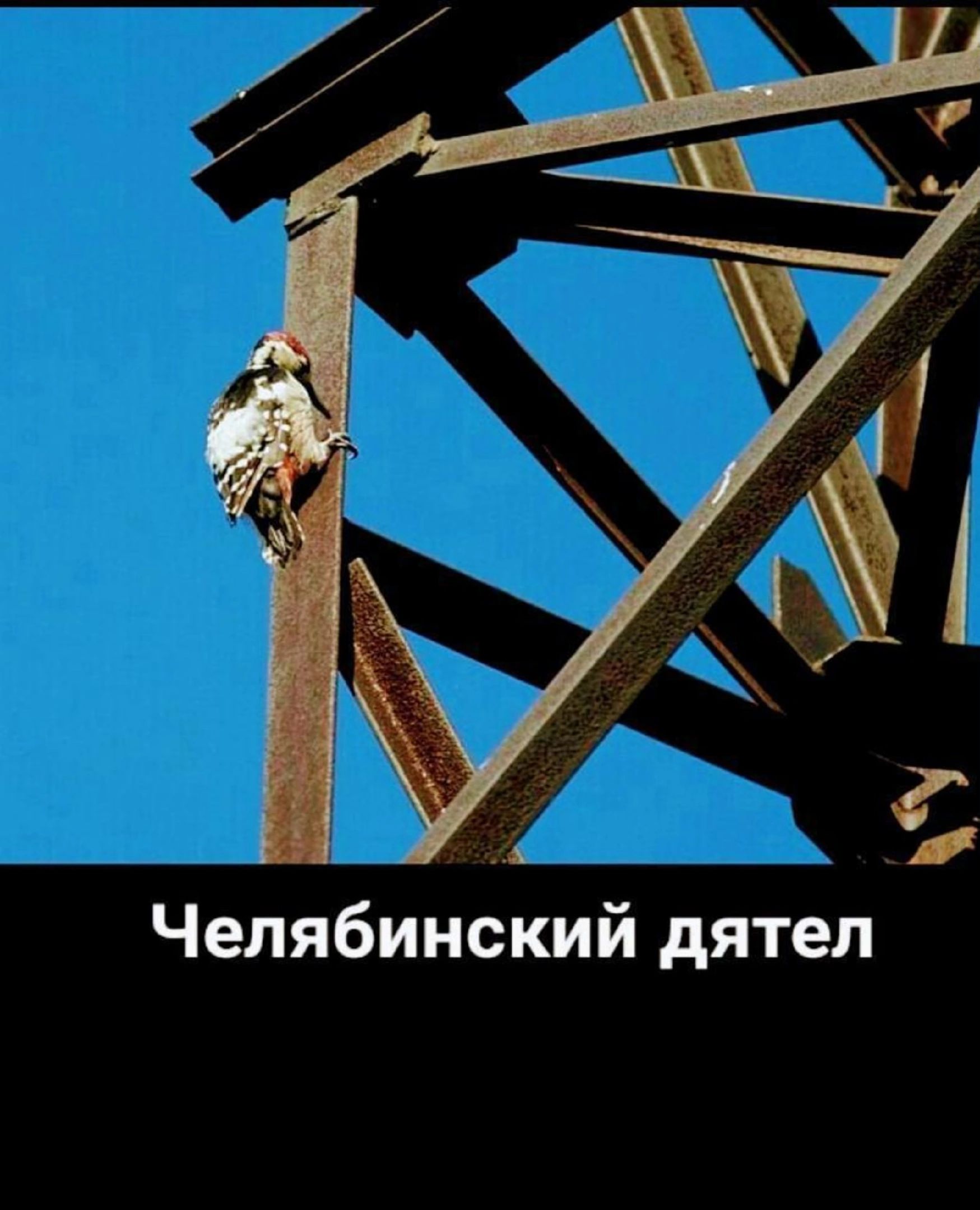 А Челябинский дятел