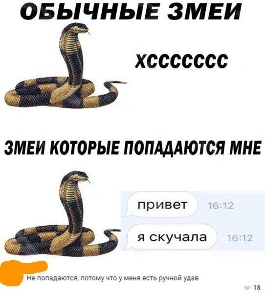 ОБЬЧНЬЕ ЗМЕИ хссссссс ЗМЕИ КШОРЫЕ ПОПАААЮТСЯ МНЕ привет Я скучала не