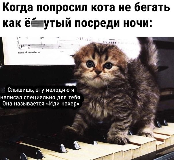 Когда ПОПРОСИЛ КОТЗ не бегать как ёі утый посреди ночи А 3 355 з Слышишь мелодию и написал специально для ТЕБЯ Она называет Иди нахер