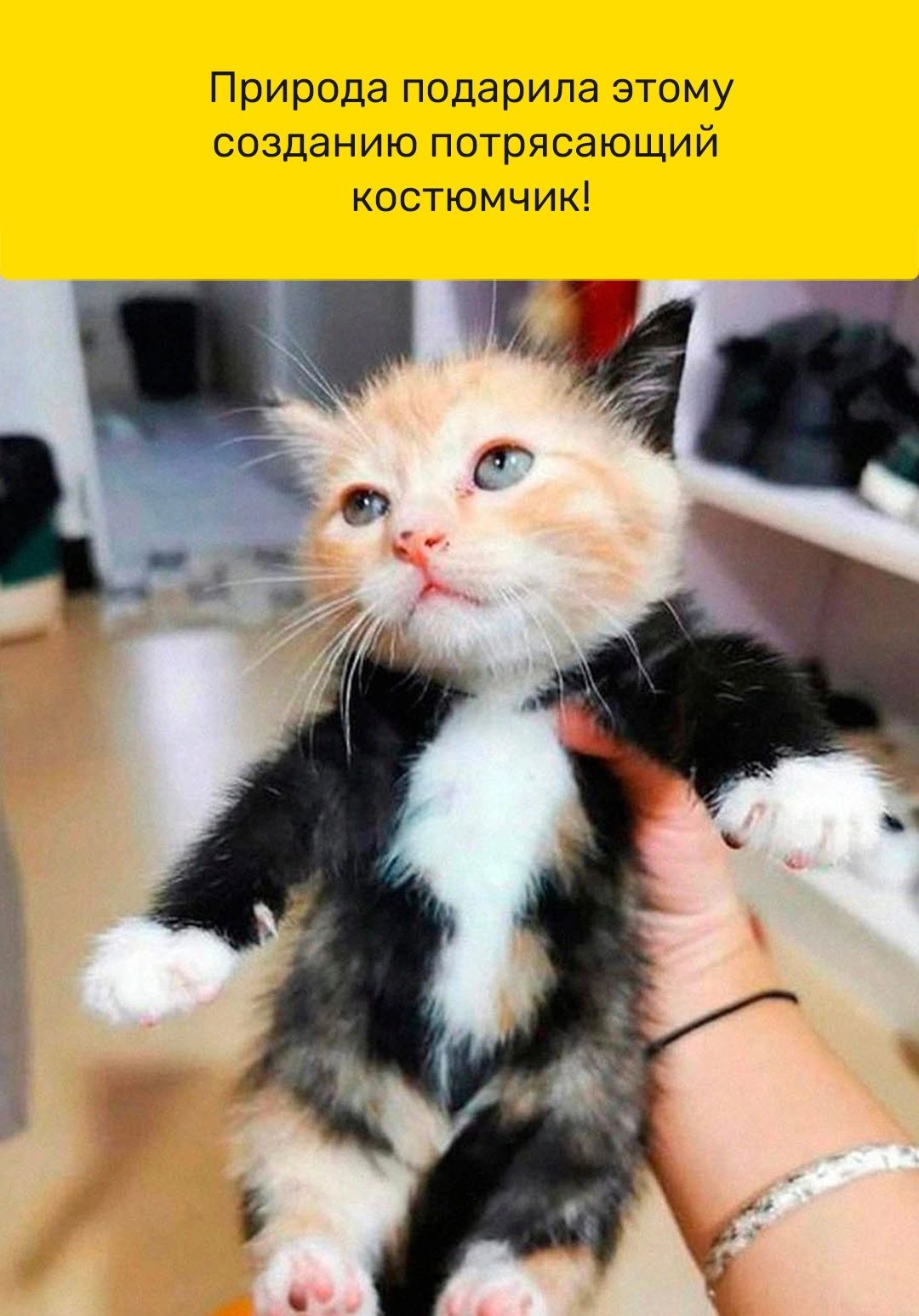 Природа подарила этому созданию потрясающий костюмчик