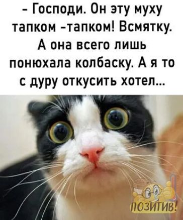 Господи Он эту муху тапком тапком Всмятку А она всего лишь понюхапа колбаску А я то с дуру откусить хотел г позигив