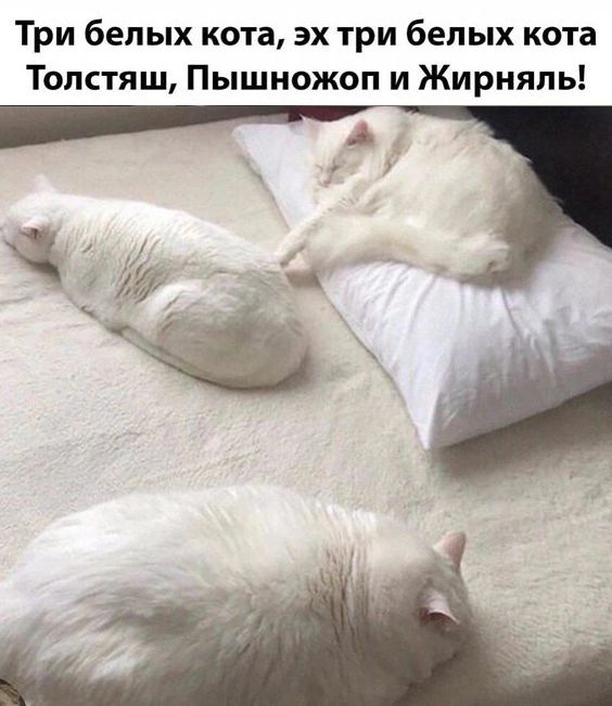 Три белых кота эх три белых кота Топстяш Пышножоп и Жирняпь Й