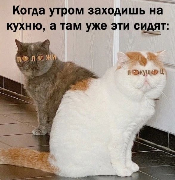 ъ Когда утром заходишьіна кухню а там уже эти сщт
