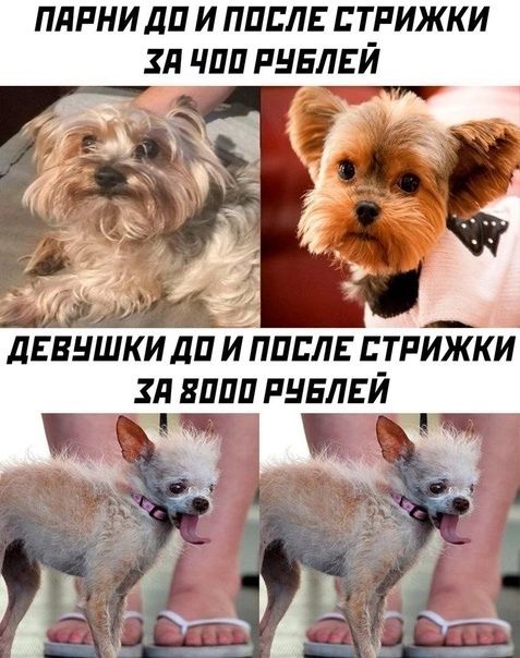 плпни ли и пипл стрижки зд чип пнвлвй дЕЕНШКИ дП И ППЕЛЕ СТРИЖКИ Зд ЗППП РНЕЛЕЙ