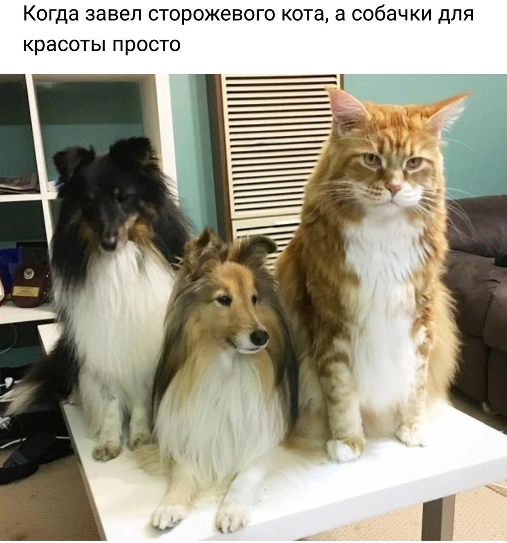 Когда завел сторожевого кота а собачки для красоты просто