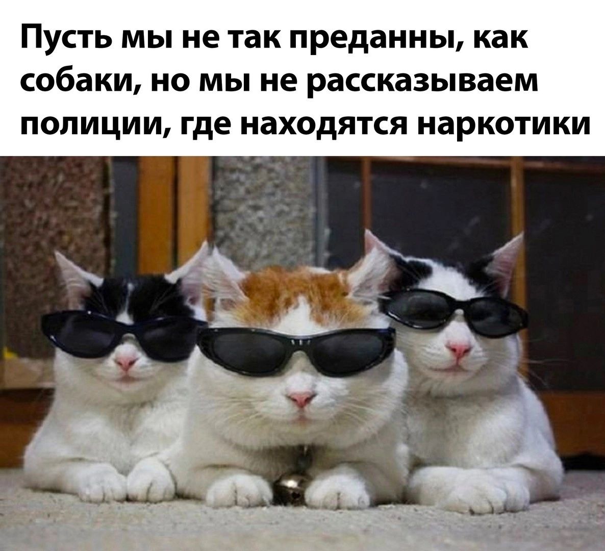 Пусть мы не так преданны как собаки но мы не рассказываем попиции где находятся наркотики