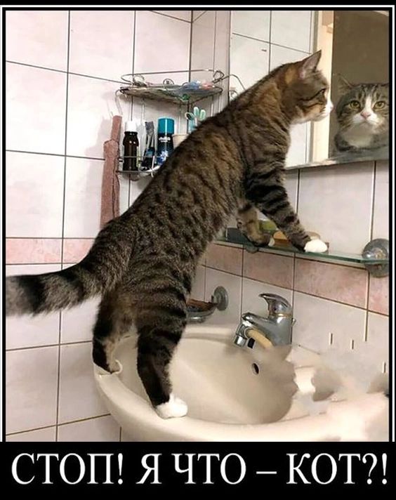 СТОП Я ЧТО КОТ