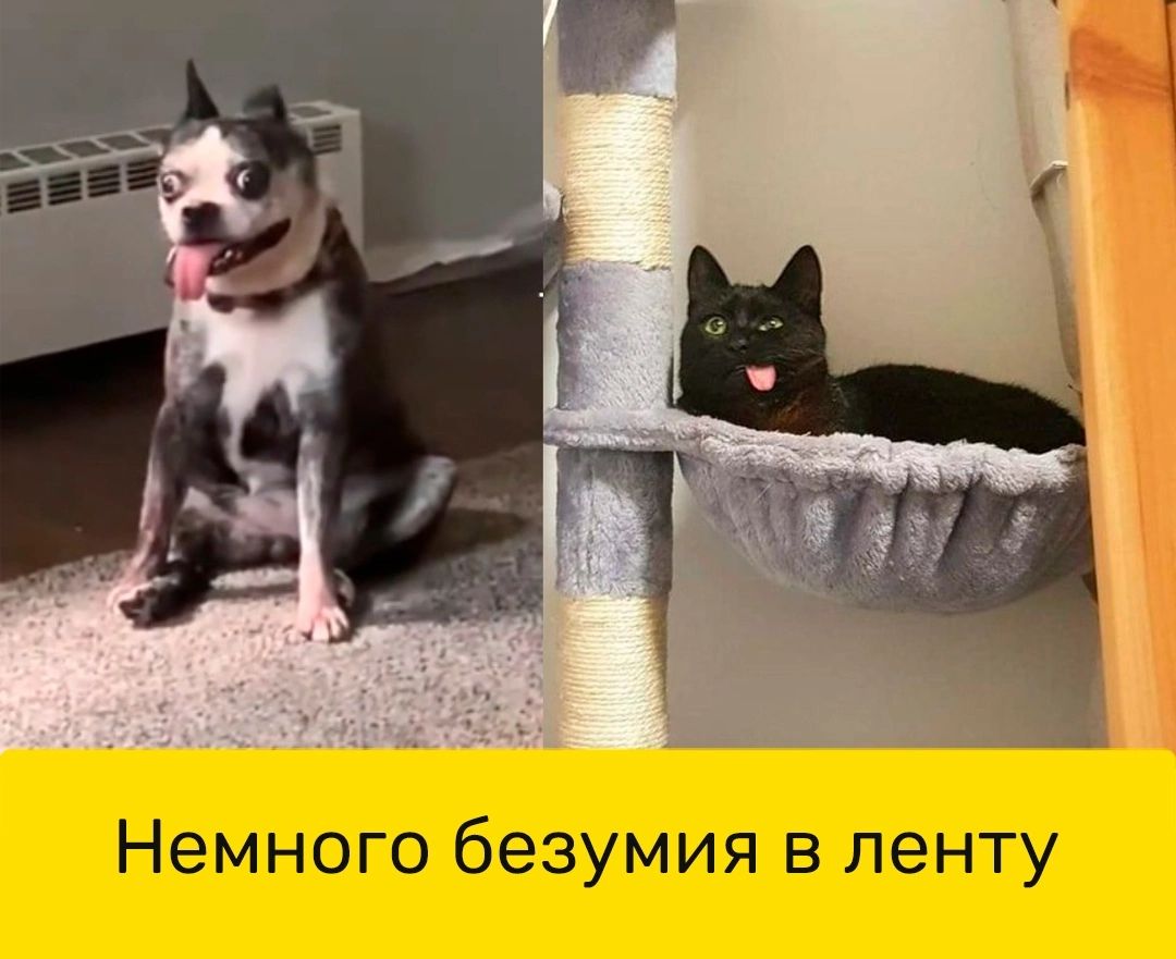 Немного безумия в ленту