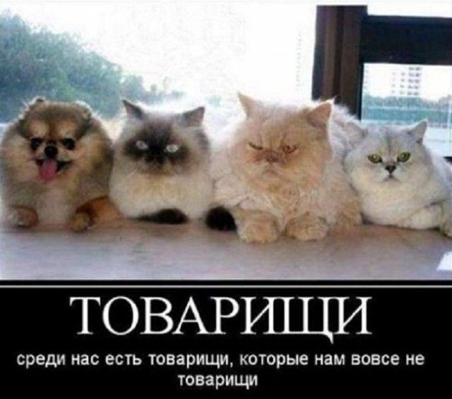 ТОВАРШЦИ среди НВС ЕСТЬ ОЕВПИЪЦУЬ которые ИВМ НОВОЕ ИЕ товарищи