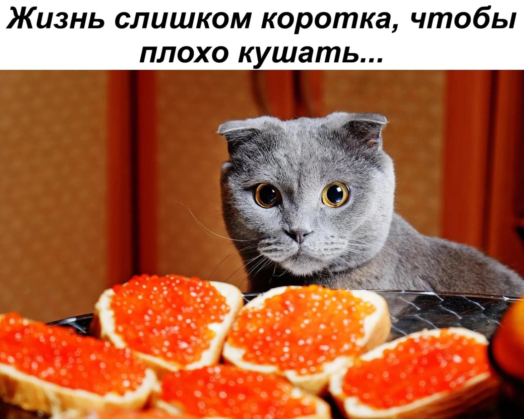 знь слишком коротка чтобы о кушать