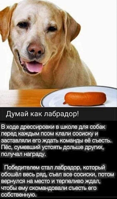 Думай как лабрадор В ходе дрессировки в школе для собак перед кахщым псом клали сошску и заствляпи его ждать команды её съесть Пес сумевший устоять долыие других получал награду Победителем стал лабрадор который обошёл весь ряд съел все сосиски потом вернулся на место и терпеливо ждал чтобы ему скомандовали съесть его собственную