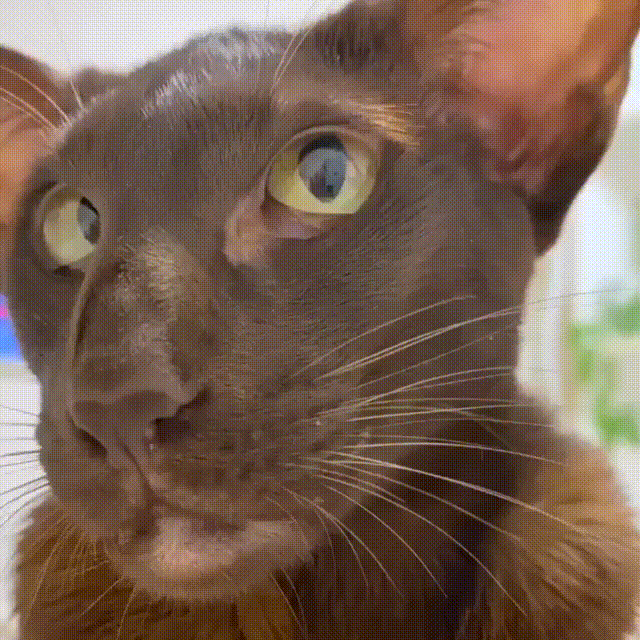 Ь