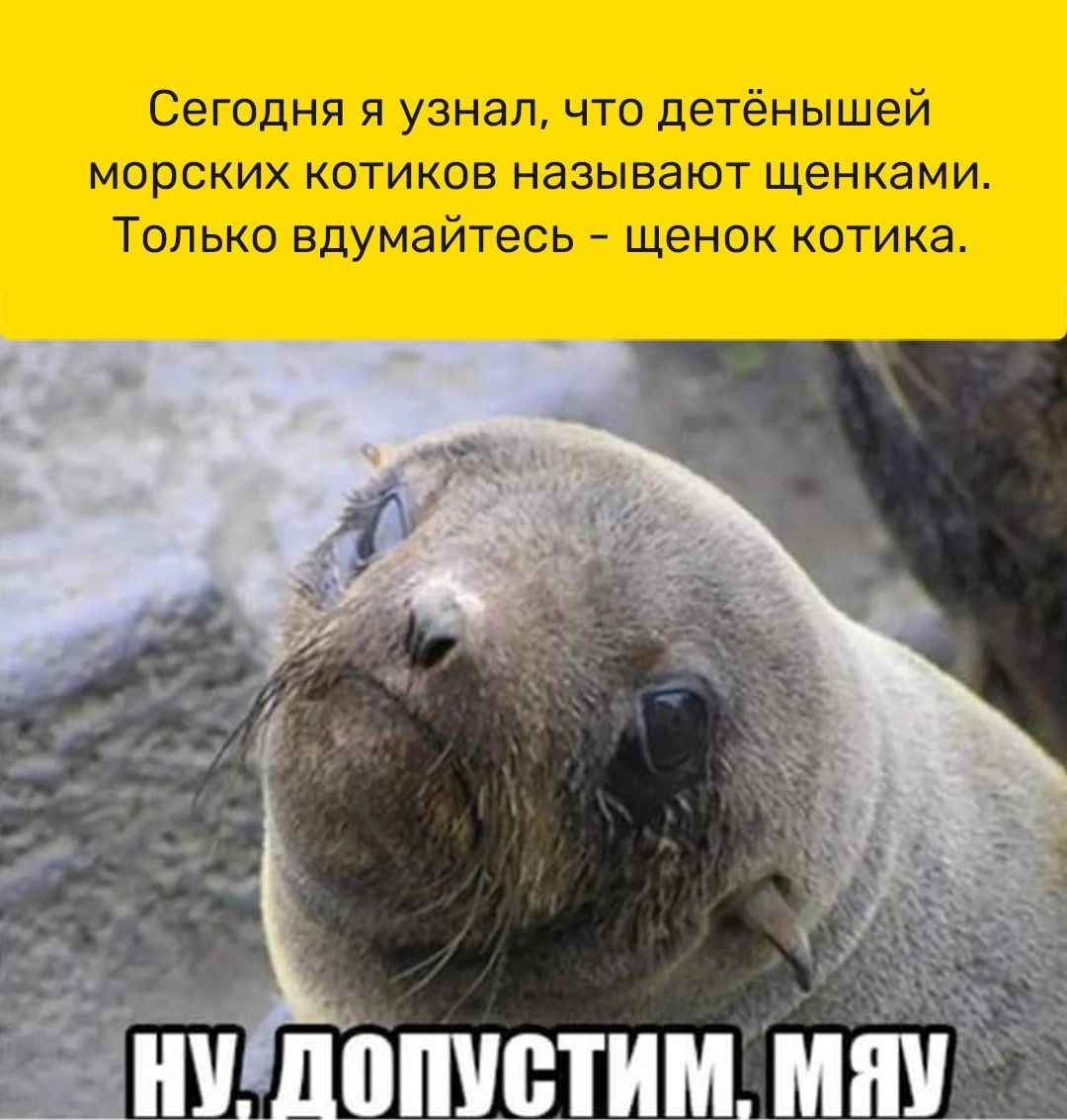 Сегодня я узнал что детёнышей мврских котиков называют щенками Только вдумайтесь щенок котика