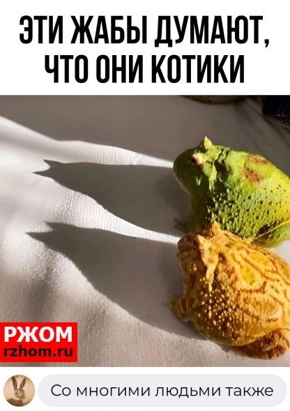 ЭТИ ЖАБЫ ДУМАЮЪ ЧТО ОНИ КОТИКИ и Со многими людьми также