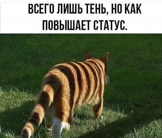 ВСЕГП ЛИШЬ ТЕНЬ НП КАК ППВЫШАЕТ СТАТУС Ён