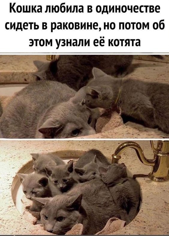 Кошка любила в одиночестве сидеть в раковине но потом об этом узнали её котята